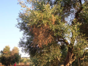 xylella_fastidiosa.jpg