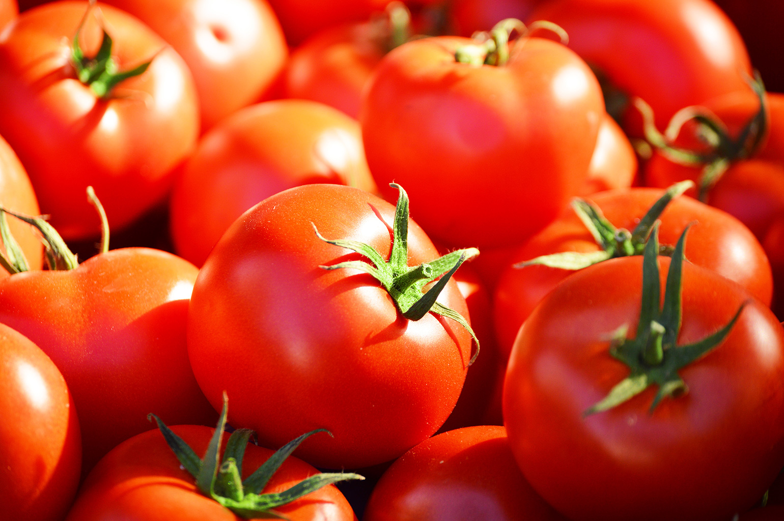 floride-de-l-nergie-verte-d-origine-tomate-hortitecnews