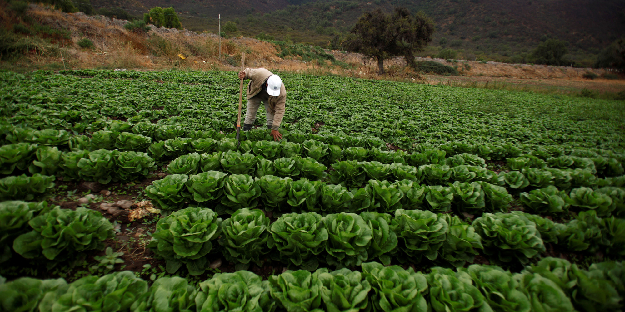 Le Maroc Contribue La S Curit Alimentaire En Afrique Hortitecnews