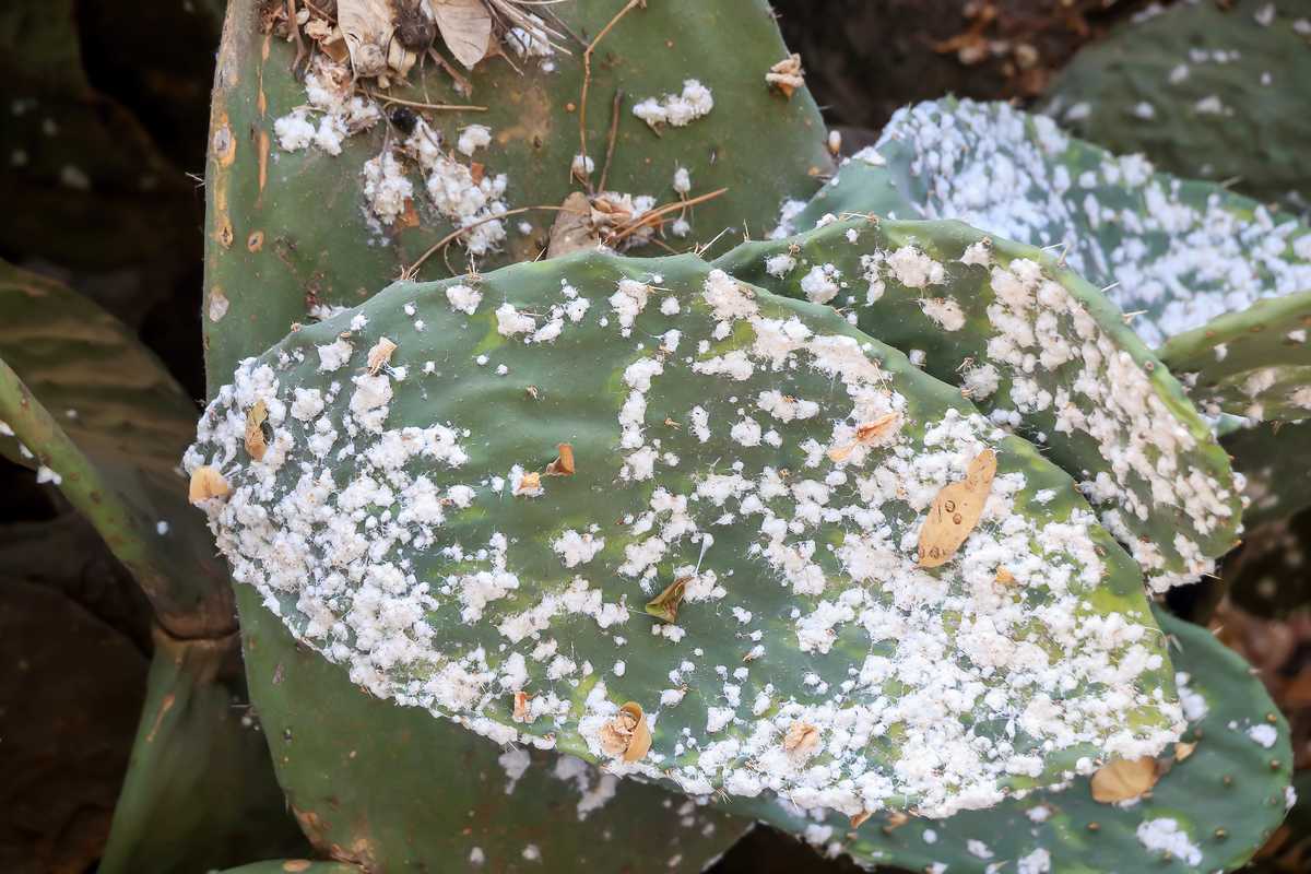 Cochenille sur les plantes grasses : Lutter et les éliminer